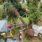 Lifting a palm tree with a mobile crane